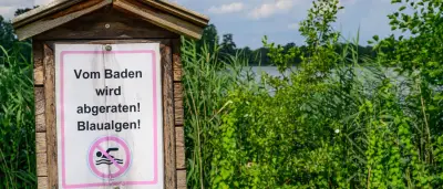 Blaualgen und Zerkarien: Badestellen in Brandenburg betroffen