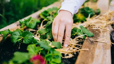 Blütenpracht mit Mehrwert: So helfen Blumen im Gemüsebeet