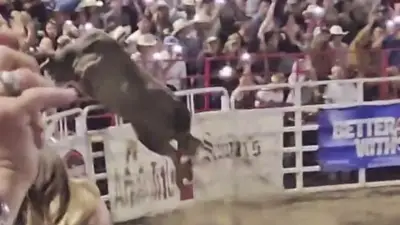 Bullen-Sprung: Rodeo-Veranstalter droht Millionen-Klage