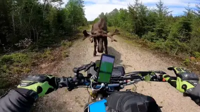 Deutscher Motorradfahrer in Kanada von aggressivem Elch attackiert