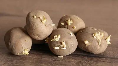 Einfacher Trick mit Äpfeln stoppt Keime an Kartoffeln