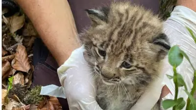 Erstes Luchs-Baby seit 250 Jahren im Schwarzwald geboren