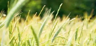 EU-Gentechnikreform: Gefahr nicht durch Genfood, sondern durch Gesetz