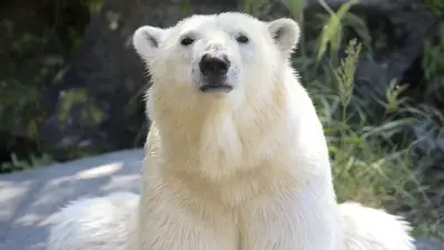 Fake News: Gefälschter Eisbär-Angriff im Berliner Zoo entlarvt