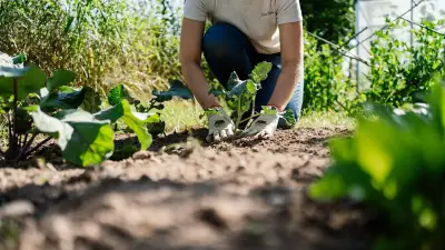Falscher Standort im Garten: Warum Pflanzen trotz Pflege verkümmern