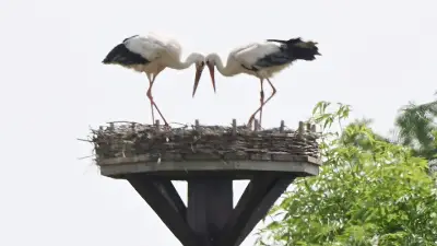 Geier frisst Storchen-Nachwuchs in Niedersachsen