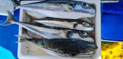 Griechenland setzt Kopfgeld auf giftigen Kugelfisch aus