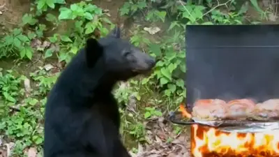 Grillduft lockt Schwarzbär an: Tierisches „Bärbecue“ in den USA