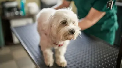 Grützbeutel beim Hund: Jeden Knoten vom Tierarzt abklären lassen