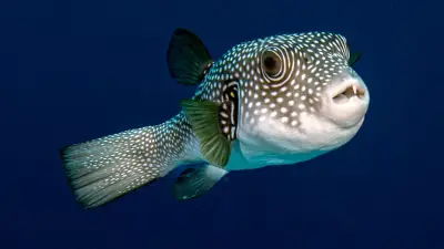 Hasenkopf-Kugelfisch im Mittelmeer: Rotes Kreuz warnt Urlauber vor Bissen