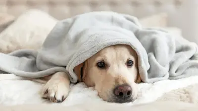 Hitzewelle: So schützen Sie Hunde, Katzen & Kleintiere im Sommer