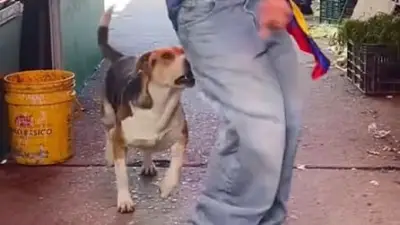Hund beißt zu: Genervter Vierbeiner beendet Tanz-Einlage mit Schnapper