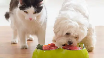 Katzenfutter für Hunde: Schädlich oder harmlos?