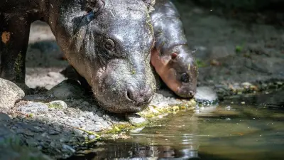 Meinung: Warum der Name „Brötchen“ für das Zwergflusspferd im Zoo Berlin eine verpasste Chance ist