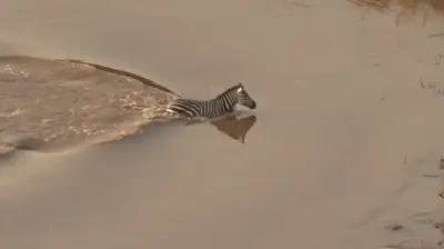 Natur kennt keine Gnade: Zebra entkommt Krokodilen – wird doch Beute