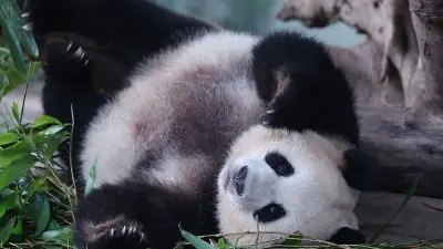 Pandas im Handstand: Rätsel ums Pinkeln gelöst