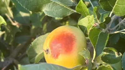 Äpfel mit Sonnenbrand: Klimawandel bedroht Ernte – Bauern reagieren