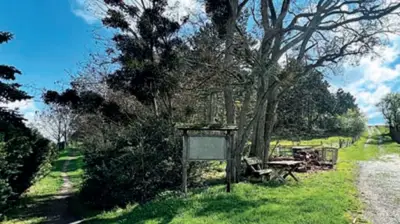 Schatz unter dem Wald: Trüffelgrundstück im Harz versteigert