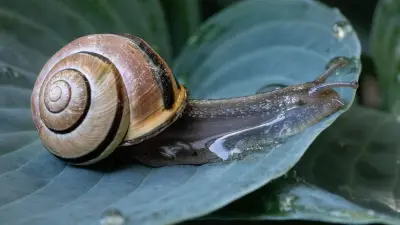 Schnecken im Garten bekämpfen: Tipps zum Pflanzenschutz
