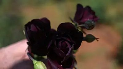 Schwarze Rosen von Halfeti: Einzigartiges Naturphänomen in der Türkei