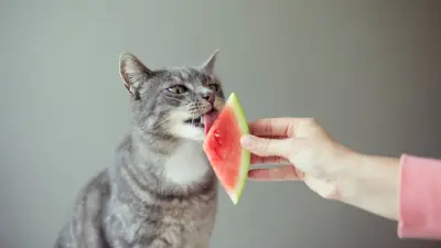 Tierpsychologin: Wassermelone nicht für jede Katze geeignet