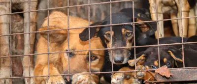 Tierquälerei für Klicks: Wie Gewaltvideos im Netz boomen