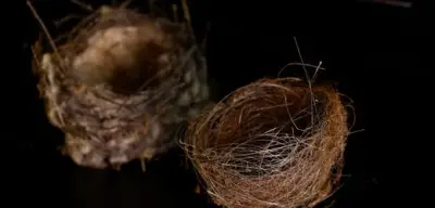 Vögel in der Ukraine bauen Nester aus Glasfaserkabeln von Kampfdrohnen