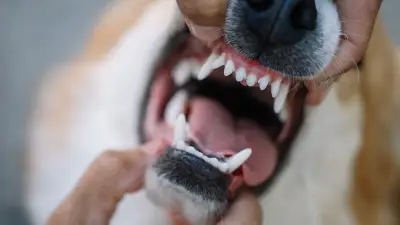 Vier von fünf Hunden haben Zahnprobleme: Risiko für Herzkrankheiten steigt