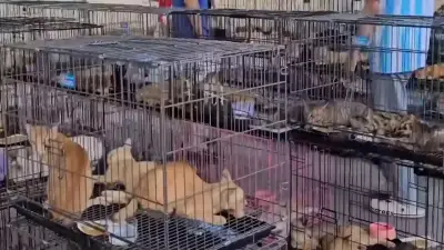 Vietnam: 400 Katzen vor Schlachtung gerettet