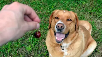 Vorsicht bei Fallobst: Kirschen können für Hunde gefährlich werden