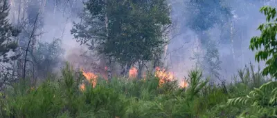 Waldbrände 2025: Verbrannte Fläche so groß wie 3676 Fußballfelder