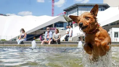 Warum Hunde nicht in öffentlichen Brunnen baden sollten