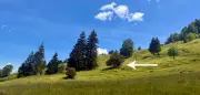 1100 Jahre alte Ureibe im Oberallgäu zum Nationalerbe-Baum ernannt