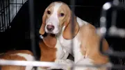1.500 Beagle aus US-Zuchtbetrieb gerettet – neues Leben für die Hunde