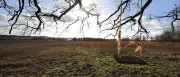 1700 neue Wohnungen in Potsdam-Golm: Ministerium gibt grünes Licht