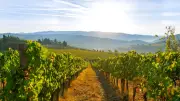 40-Grad-Hitze in Italien bedroht Prosecco-Ernte und Milchproduktion