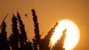 44 Grad in Deutschland: Meteorologe warnt vor Notlage und fordert Bundeswehr