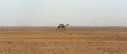 49 Menschen verdursten nach Lkw-Panne in der Sahara