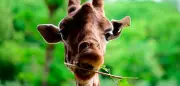 5000 Dollar Belohnung: Giraffe in Texas seit zwei Wochen vermisst