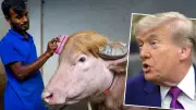 Albino-Büffel „Donald Trump“ wird zum Internet-Star in Bangladesch