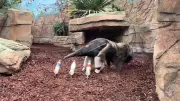 Ameisenbär Taio wird neues WM-Orakel im Allwetterzoo Münster