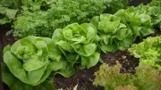 Amtsgericht Aue: Fünf Salatköpfe für 21 Euro sorgen für Rechtsstreit