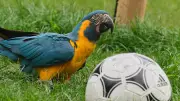 „Arakel“-Prognose: So wird das Deutschland-Spiel bei der WM