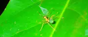 Australische Ballista-Spinne katapultiert Ameisen mit Seidenfalle ins Netz