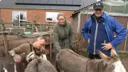 „Bauer sucht Frau International“: Esel-Hinternkratzen und Liebesdrama