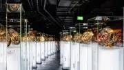Bayern-Museum: Neue Trophäen-Allee und XXL-Vitrine begeistern