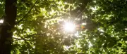 Berlin und Potsdam beim Baumschatten vorn, aber Tausende Bäume verloren