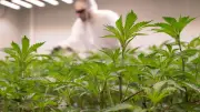 Berliner Cannabis-Clubs: Über 5000 Mitglieder bangen um Existenz
