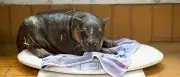 Berliner Zoo: Baby-Zwergflusspferd erkundet erstmals Außengehege