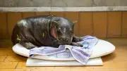 Berliner Zoo: Hippo-Baby erkundet Außengehege – Name enthüllt